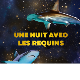 Nuit avec les requins