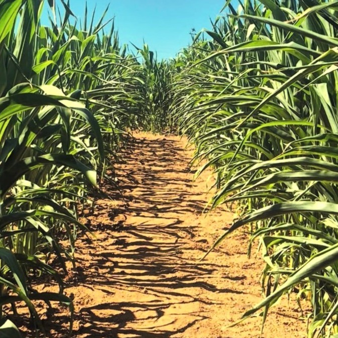 LABYRINTHES APRES-MIDI