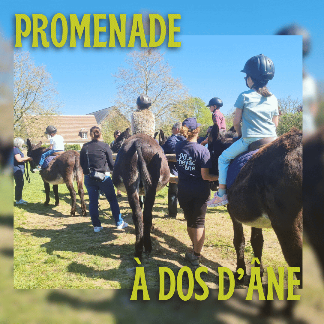 <center>Promenade avec les ânes - Activité encadrée</center>
