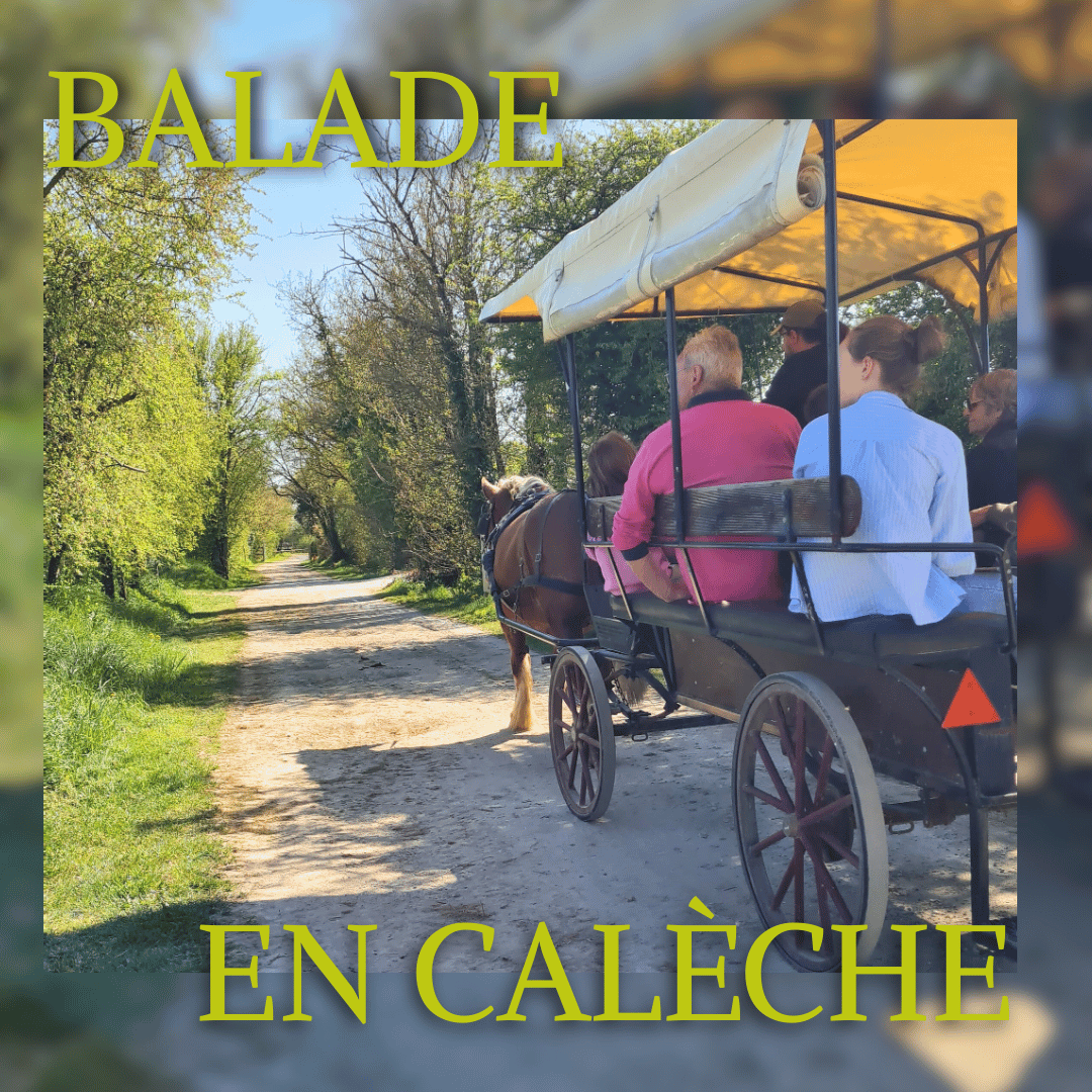 <center>Balade commentée en attelage - Activité encadrée</cente