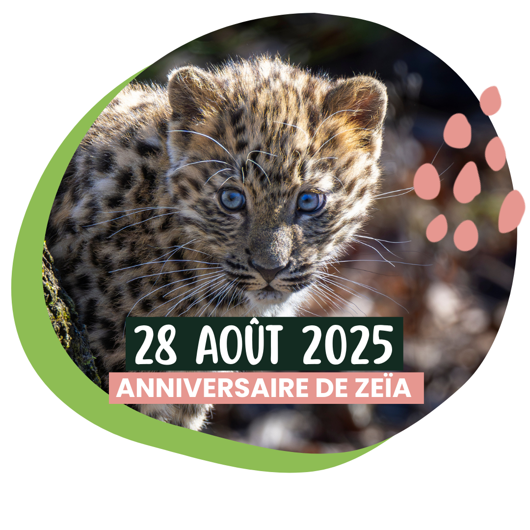 Anniversaire de Zeïa - Nourrissage privé