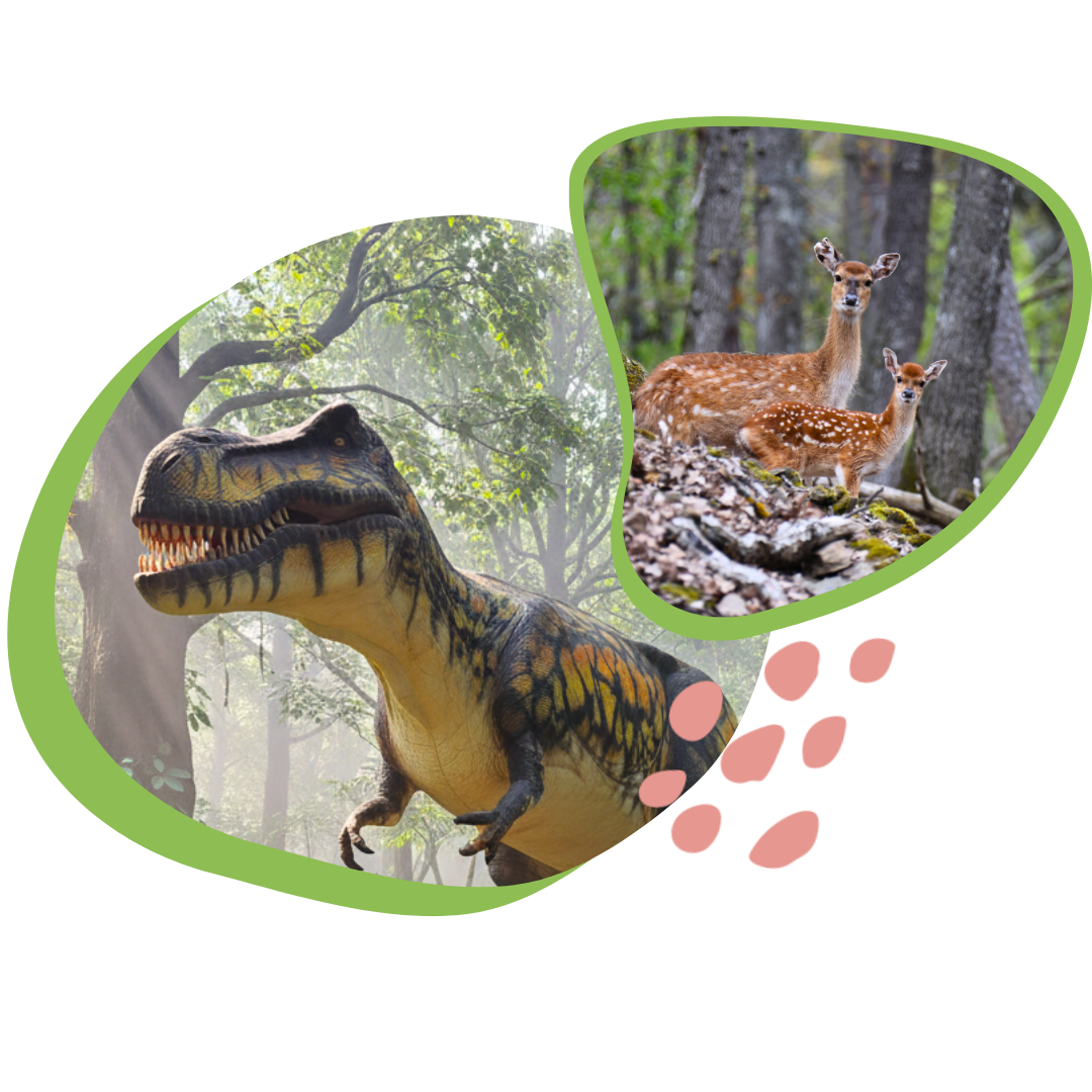 Nourrissage privé - Cerfs sikas au côté des dinosaures