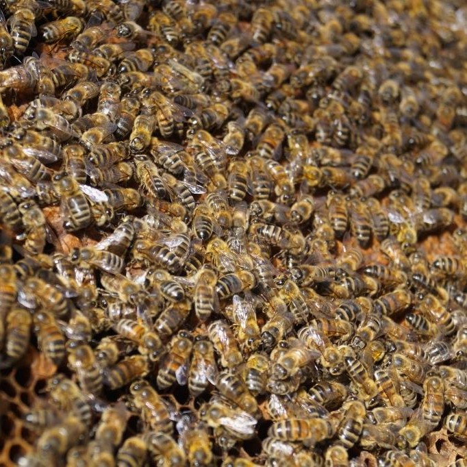 Parrainage ruche des abeilles