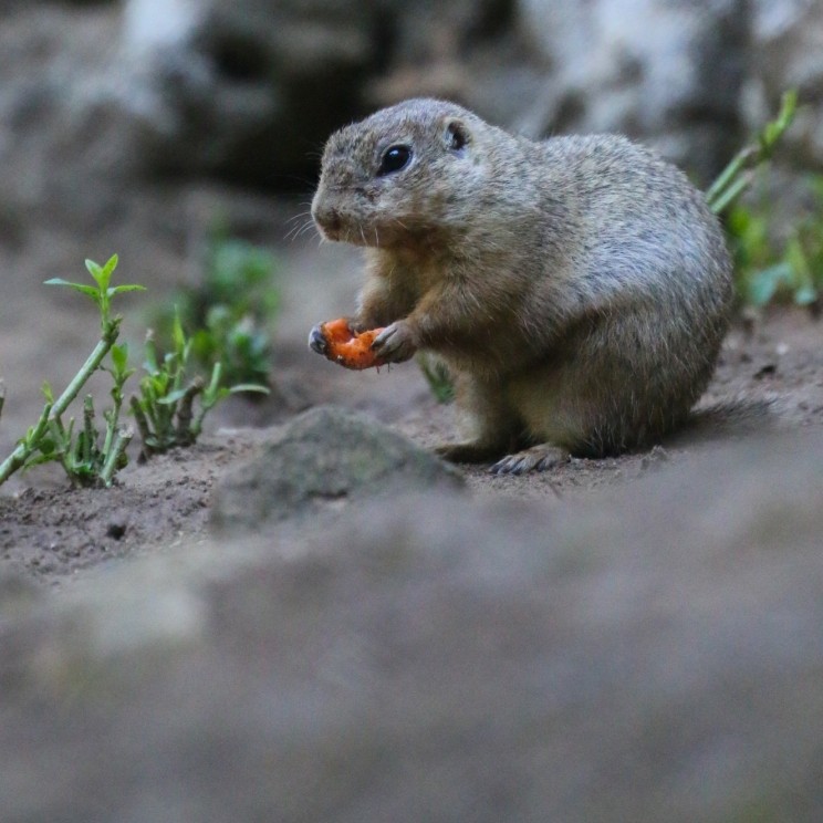 Soigneur d'un jour 4 Personnes