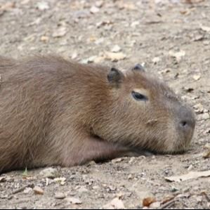 Parrainage Capybara