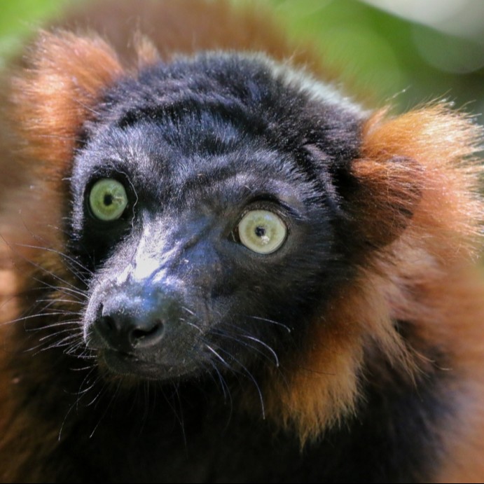 Entrée Adulte et Ado LIBRE