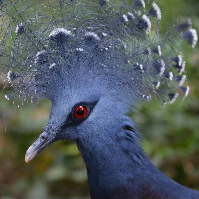 Parrainage Goura de Victoria