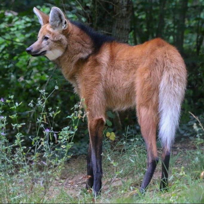 Parrainage Loup à crinière