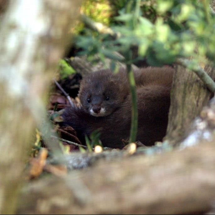 Parrainage Vison d'Europe