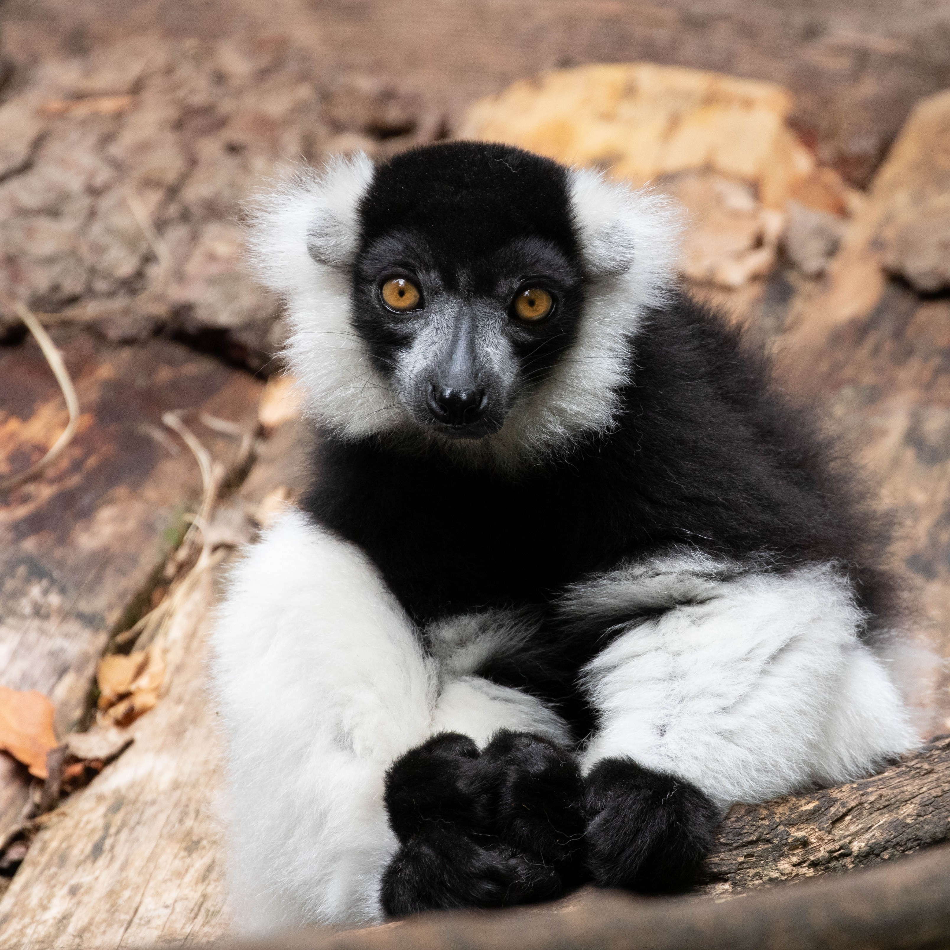Entrée libre -3 ans LIBRE