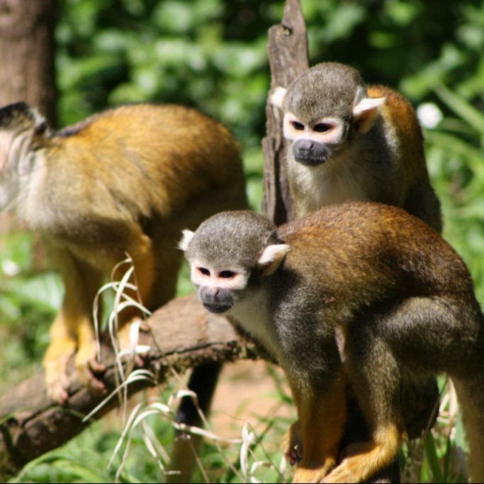 Abonnement Enfant (de 3 à 12 ans inclus)