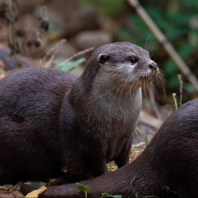 Parrainage Loutre cendrée