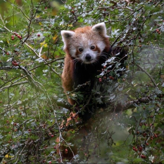 Parrainage Panda roux