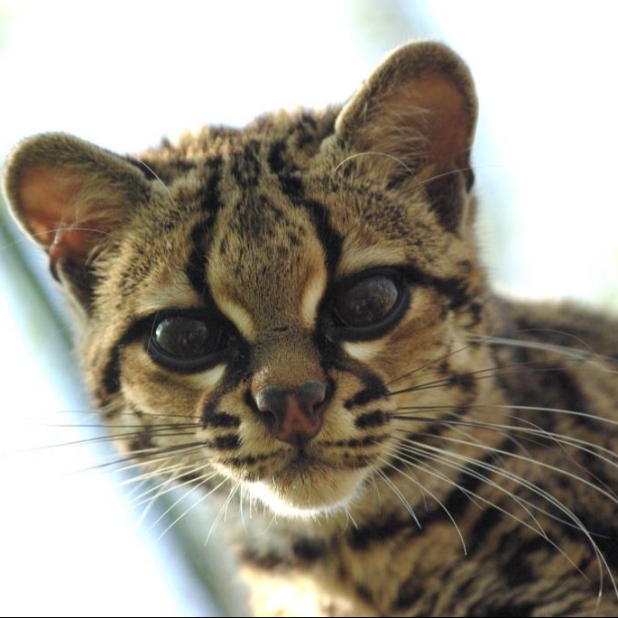 Parrainage Margay