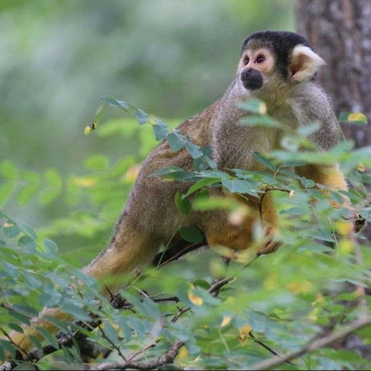 Parrainage Saïmiri à tête noire
