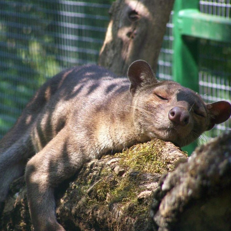 Parrainage Fossa