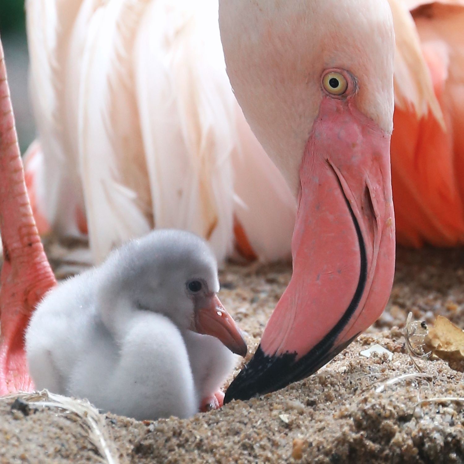 Pass annuel - Enfant