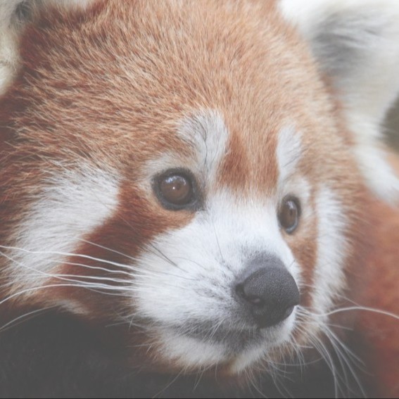 Pass annuel - Enfant