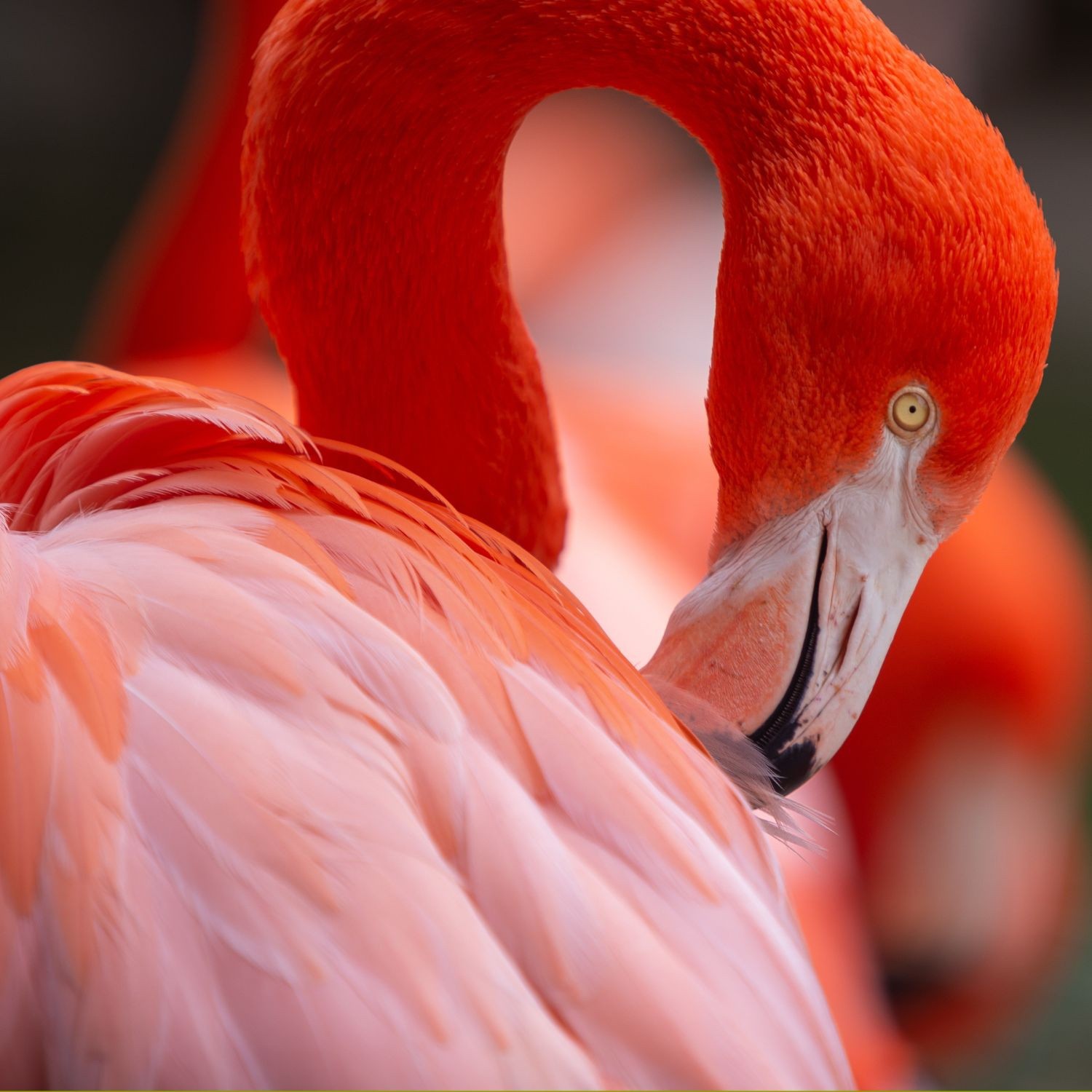 Pass annuel - Adulte