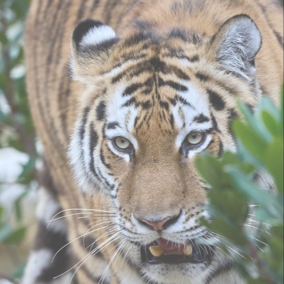 Pass annuel - Adulte