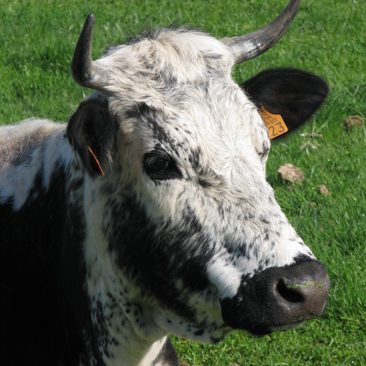 **Demi-Tarif Journée-Accompagnant DivertiPass DivertiMamie-Papi