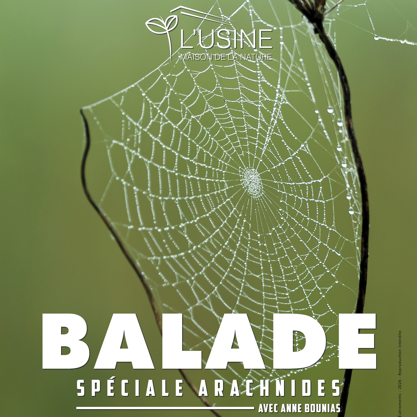 Balade autour des arachnides avec Anne BOUNIAS(Avril)