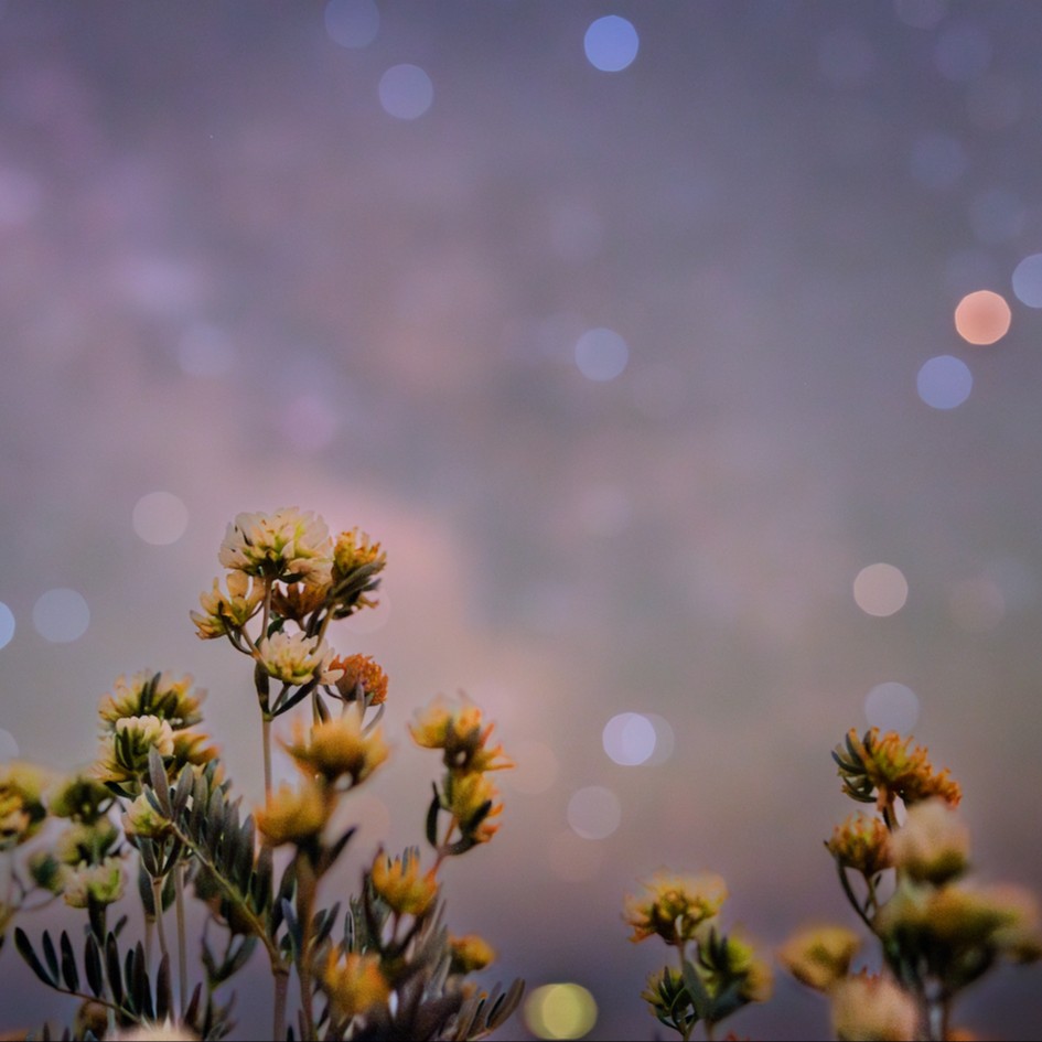 Safari nocturne - Balade sensorielle avec Florent BEAU