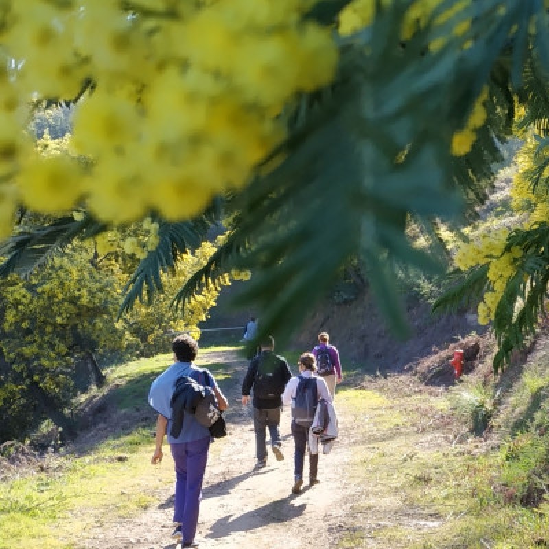 Balade commentée au coeur du mimosa