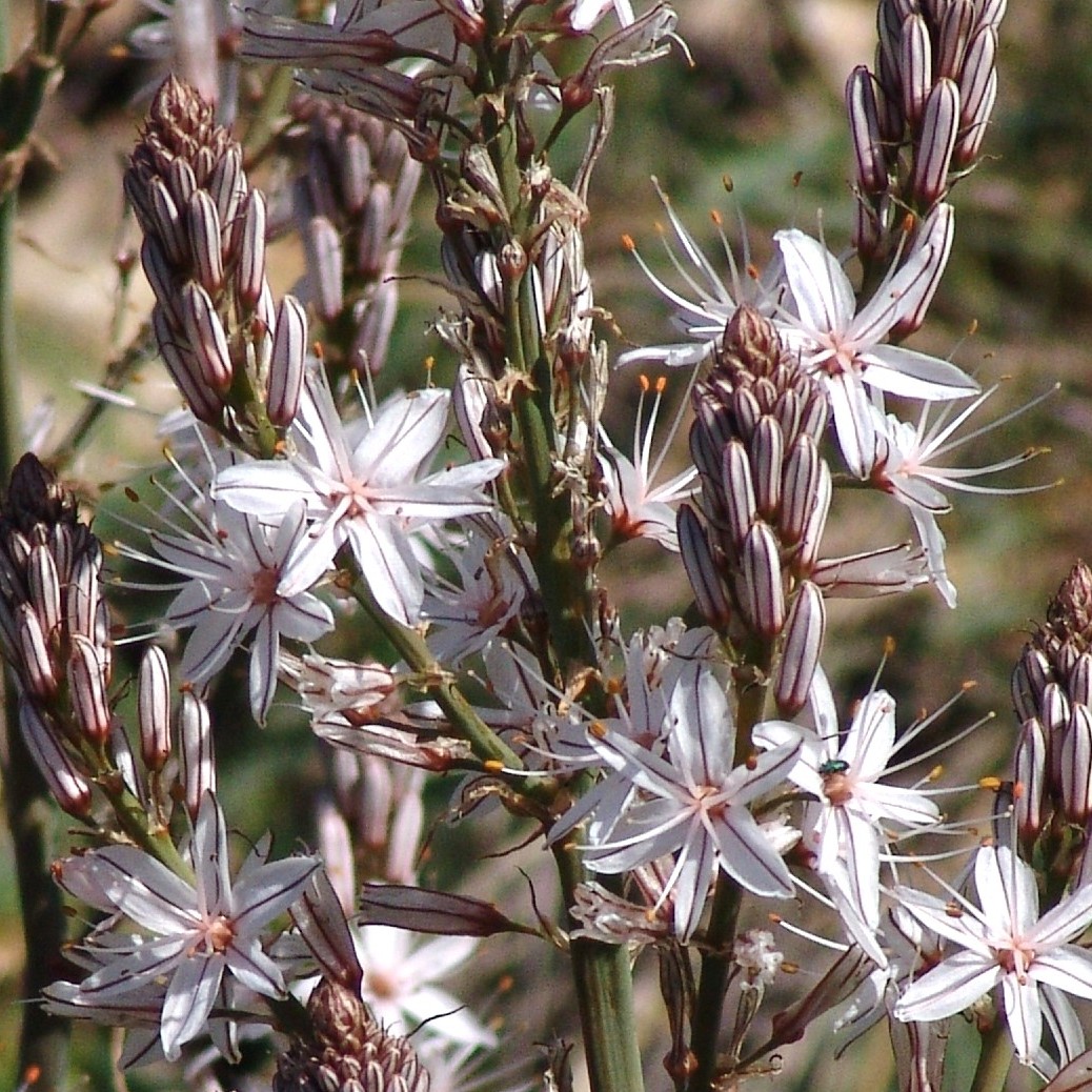 Balade nature avec Denis HUIN - Floraison printanière
