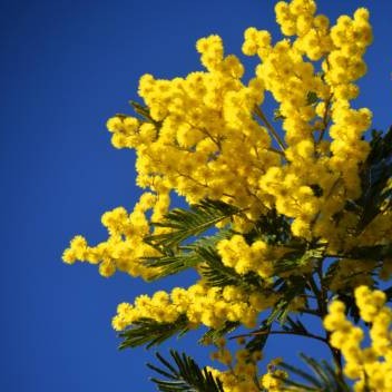 Balade nature avec Denis HUIN - Mimosa