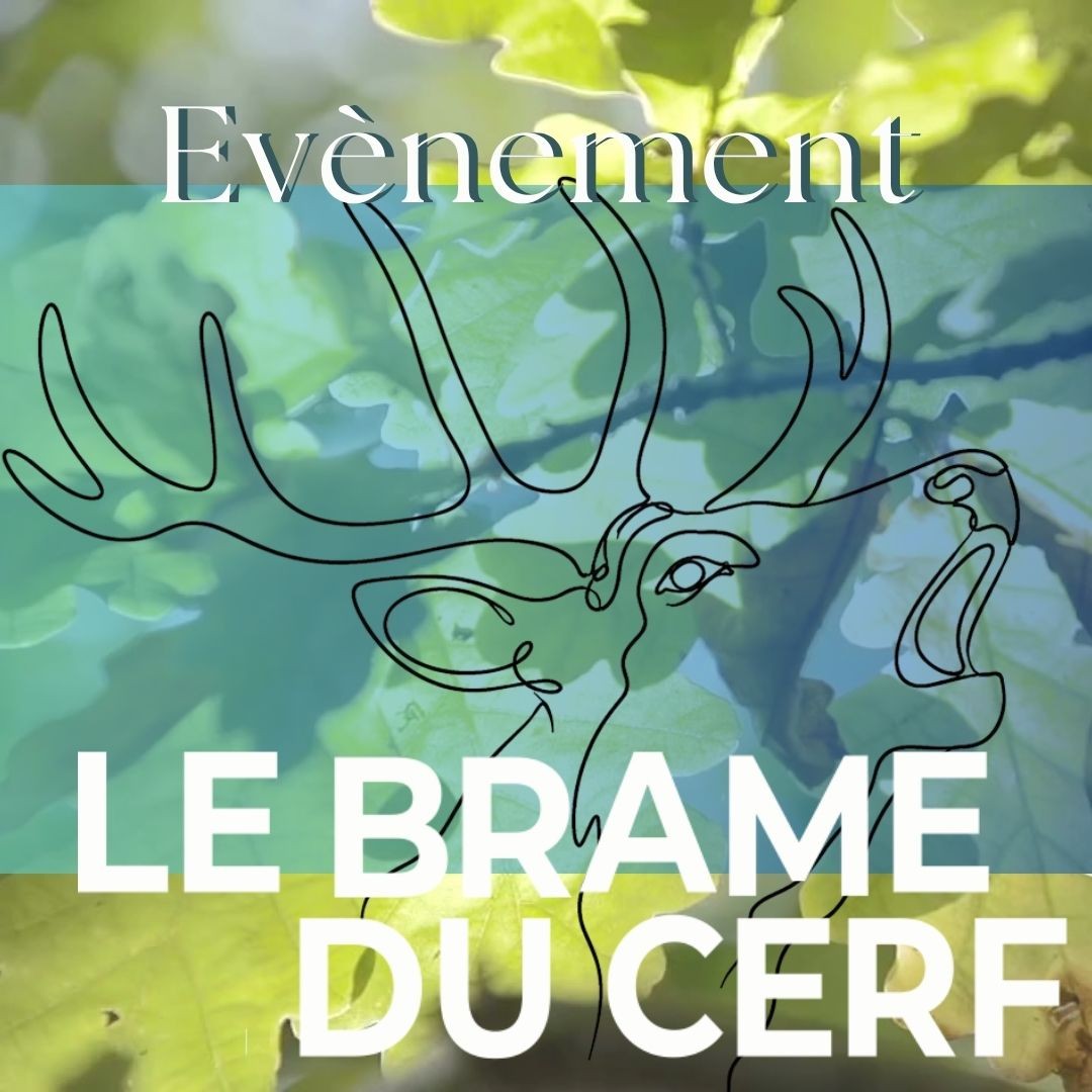 Brame du cerf