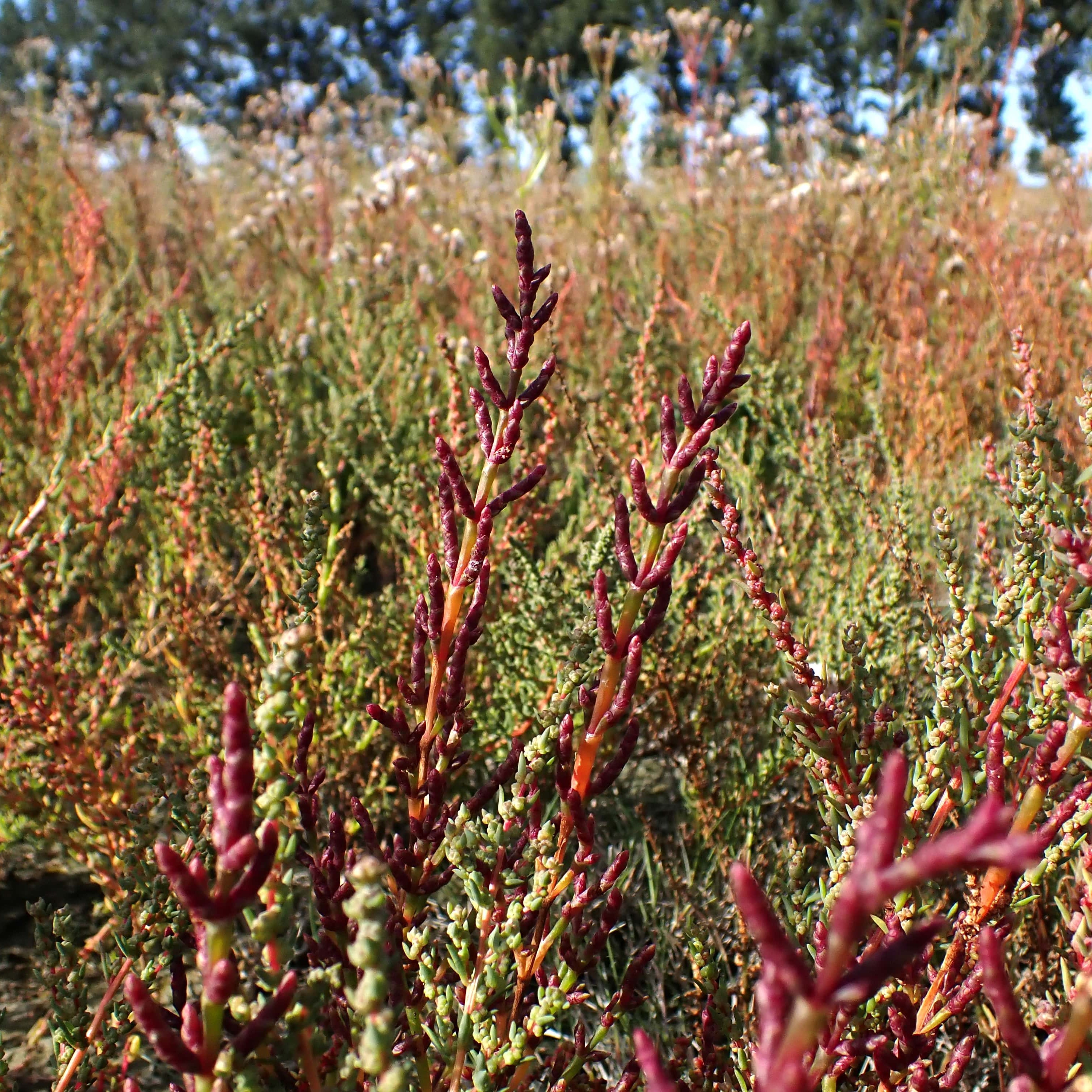 22/04 & 10/06 Un Jour Une Espèce : De lointains cousins