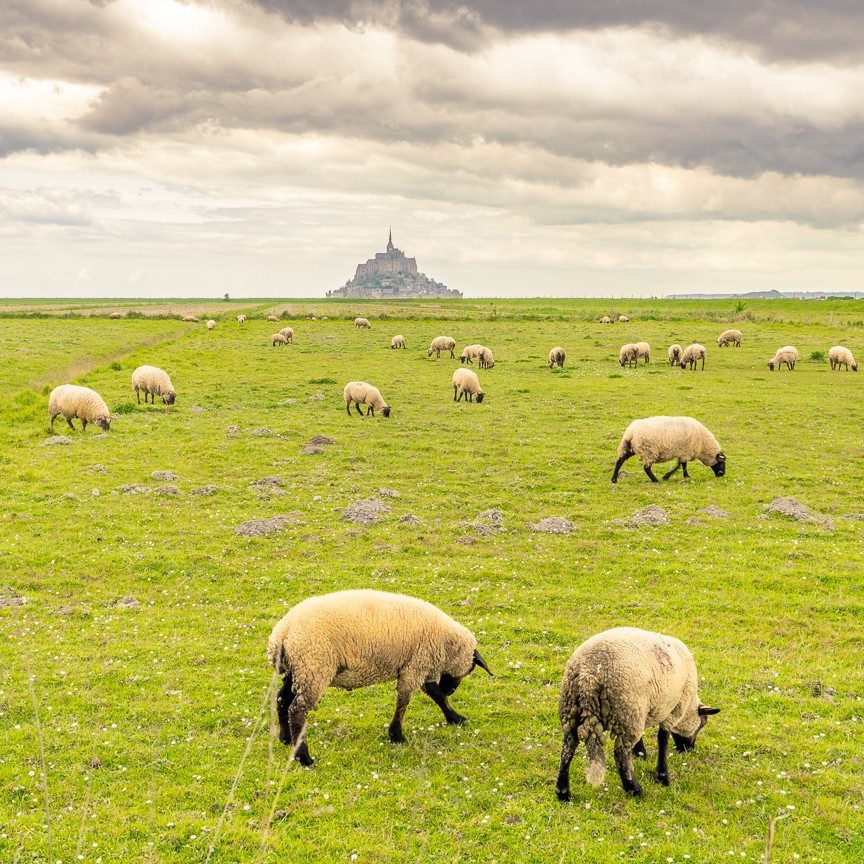 27/05 Sortie : A la rencontre des moutons de prés-salés