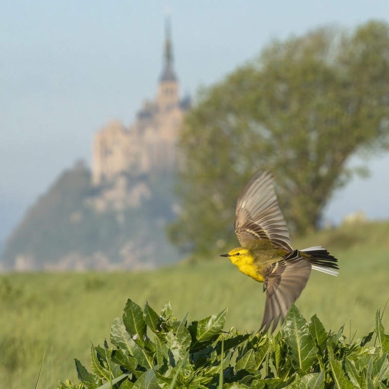 06/06 Un Jour Une Espèce : Nicheurs des prés-salés