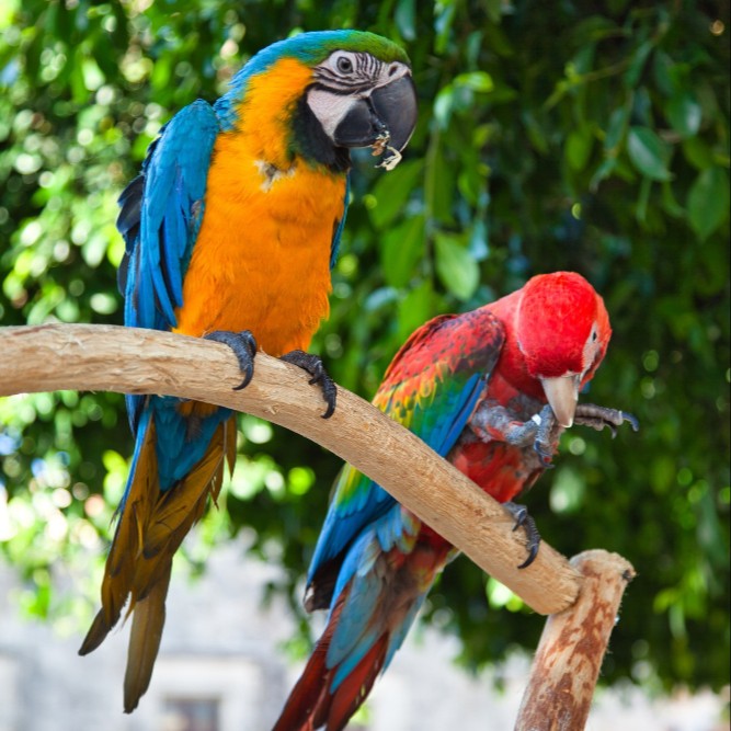 Parc animalier