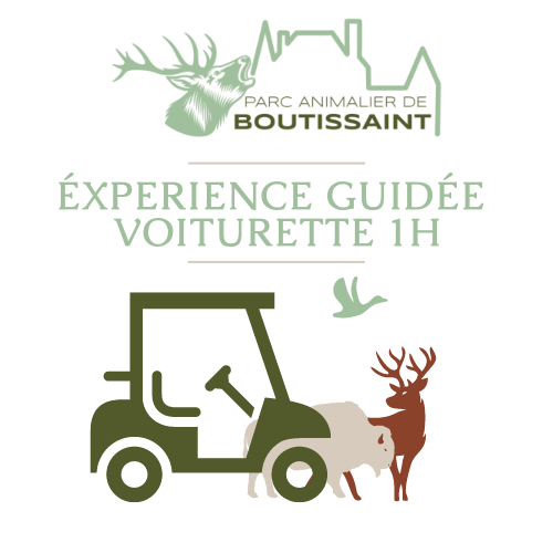 Visite Guidée 1h en voiturette