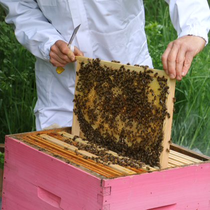 Apprenti Apiculteur
