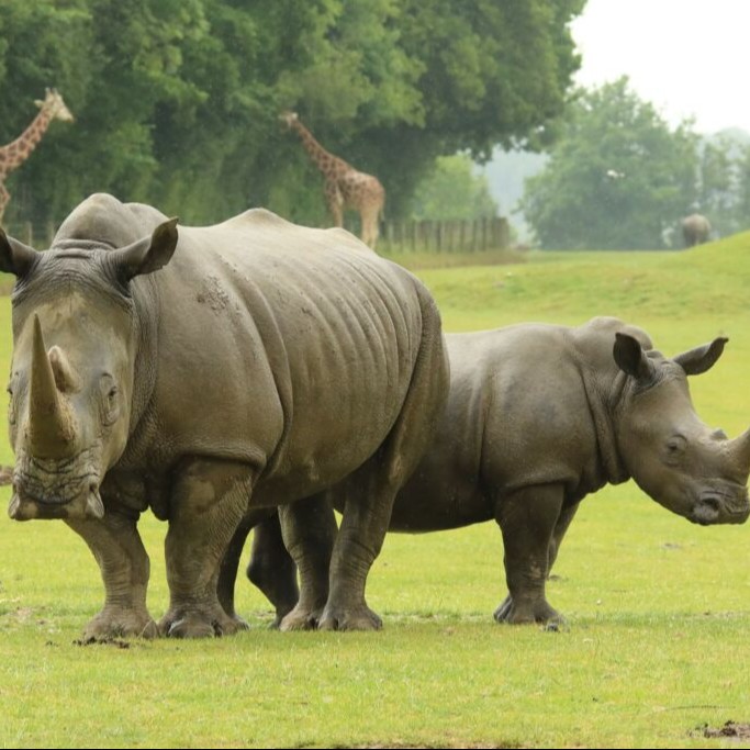 Rencontre Privilège avec les Rhinocèros