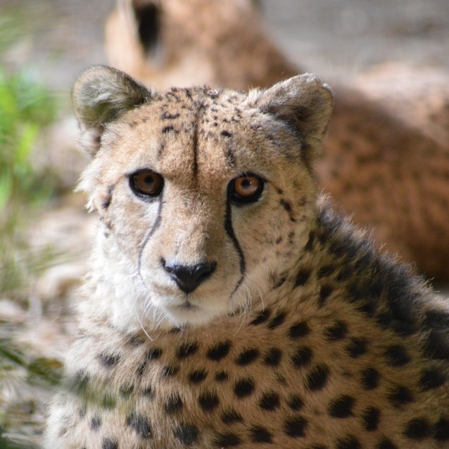 Rencontre Privilège avec les Guépards