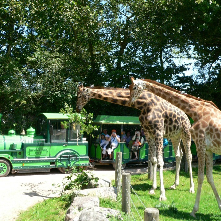 Rencontre privilège avec les girafes