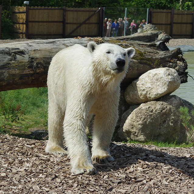 Rencontre Privilège avec l'Ours Polaire