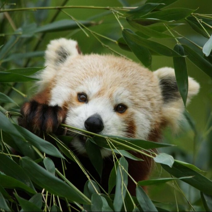 Rencontre privilège avec les Pandas Roux