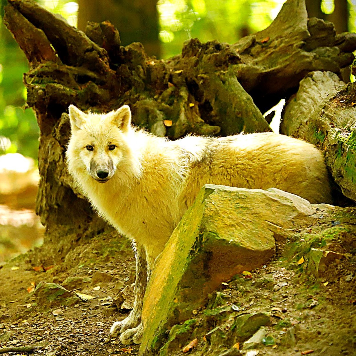 Rencontre privilège avec les Loups