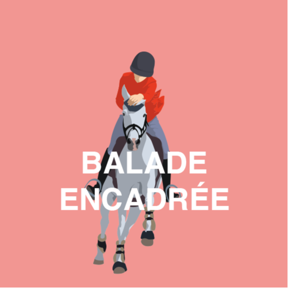 Balade en forêt encadrée