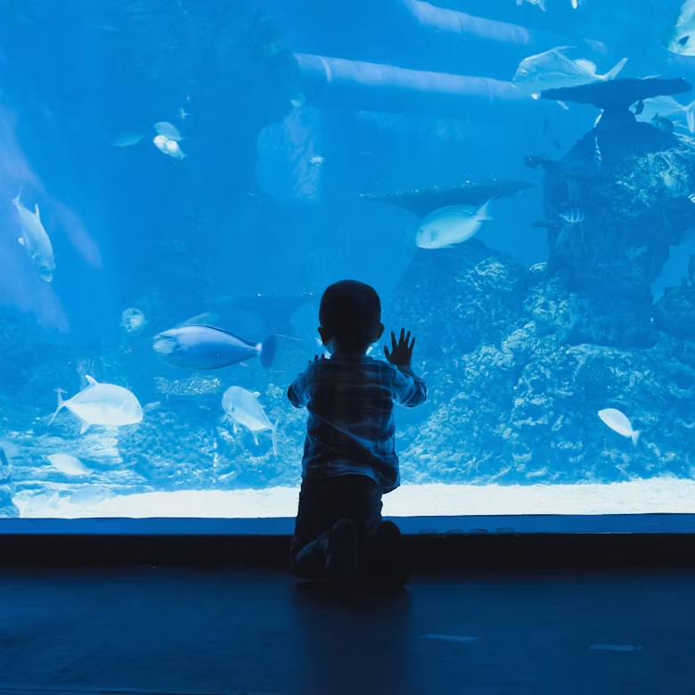 Pack famille NEO Aquarium