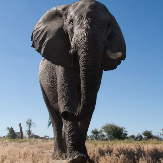 Entrée sénior Afrique (+ 65 ans)