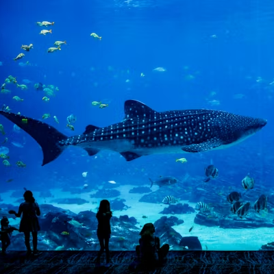 Entrée adulte Aquarium (+ 18 ans)