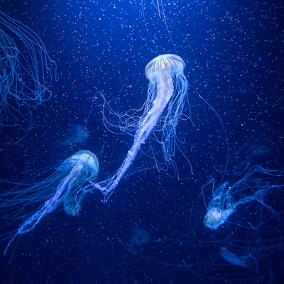 Entrée ado Aquarium (13 à 17 ans)
