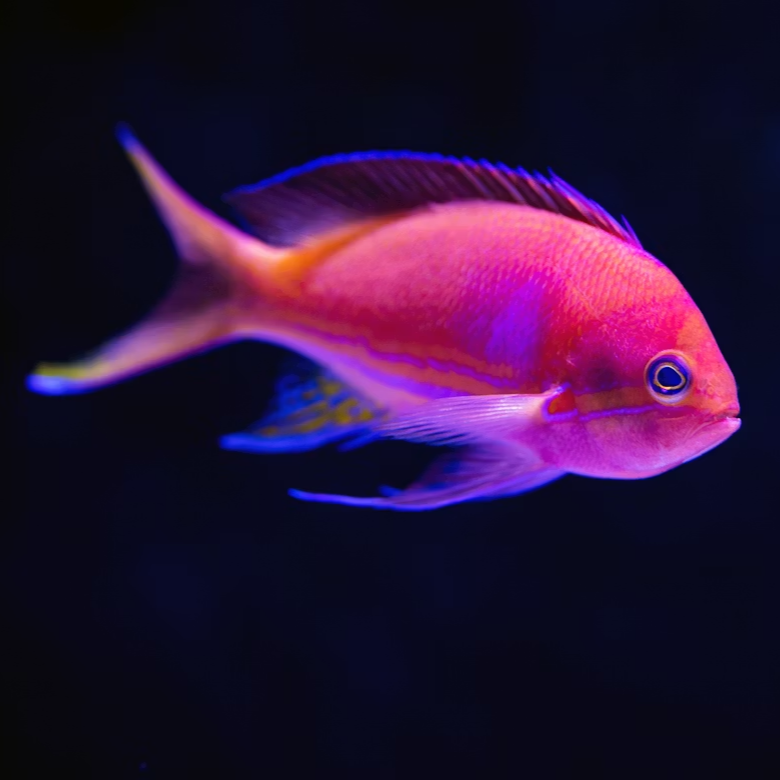 Pack famille ZAFIRA Aquarium